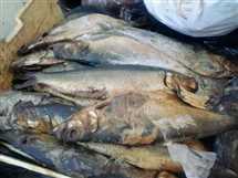 ضبط 2 طن من الأسماك غير صالحة للاستهلاك الآدمي قبل بيعها بالإسماعيلية